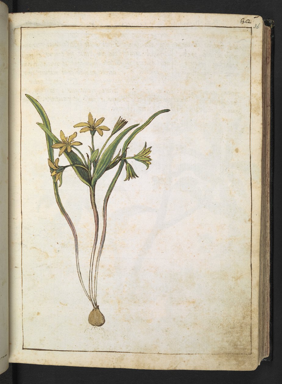En plante med gule blomster, fra "Paintings of Flora of the Roman States" af Gherardo Cibo, Add MS 22333, f036r, c.1564-84 (akvarel & gouache på papir) af Gherardo Cibo
