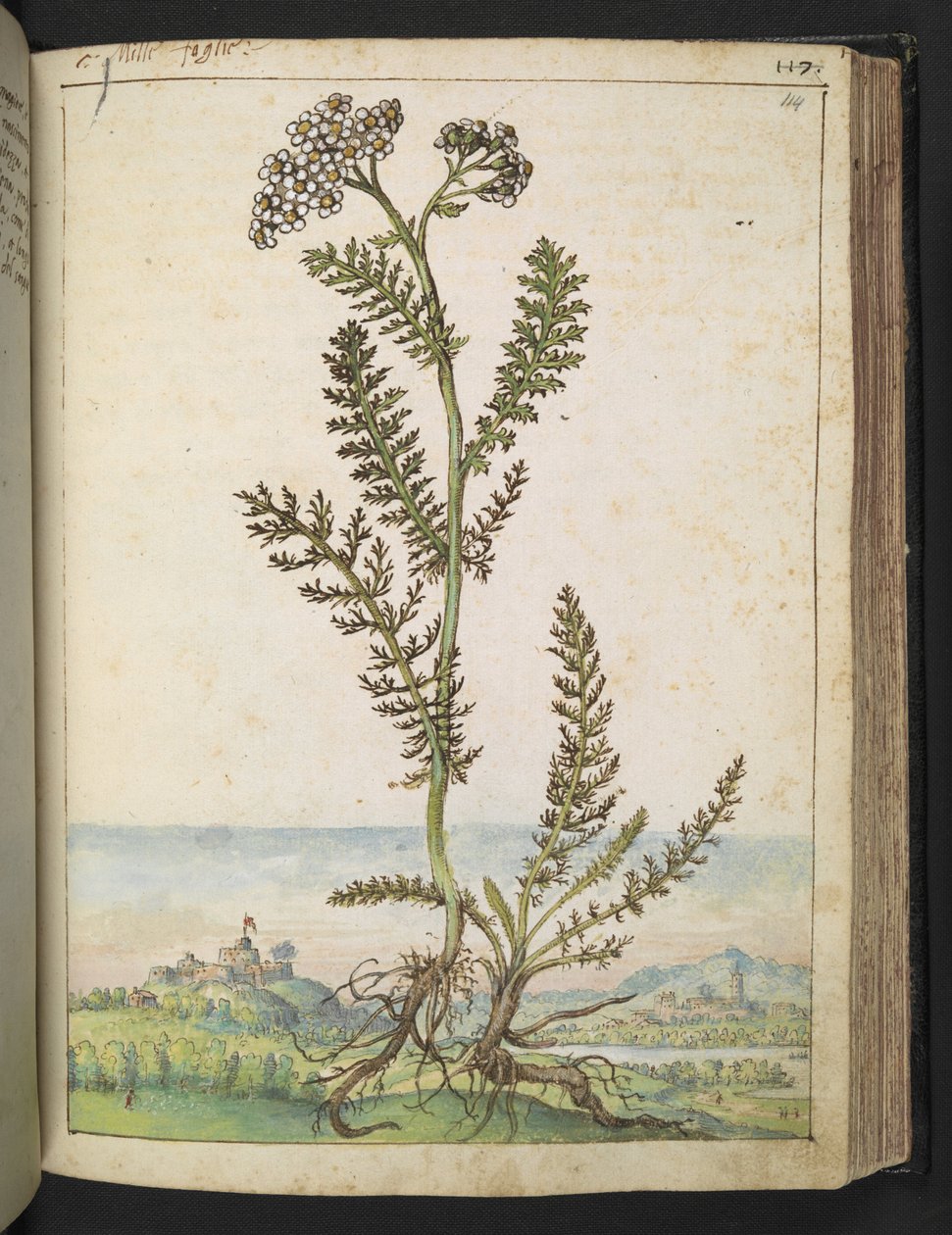 Achillea millefolium: En høj bregnetype plante med hvide blomster, fra "Paintings of Flora of the Roman States" af Gherardo Cibo, Add MS 22333, f114r, c.1564-84 (akvarel & gouache på papir) af Gherardo Cibo