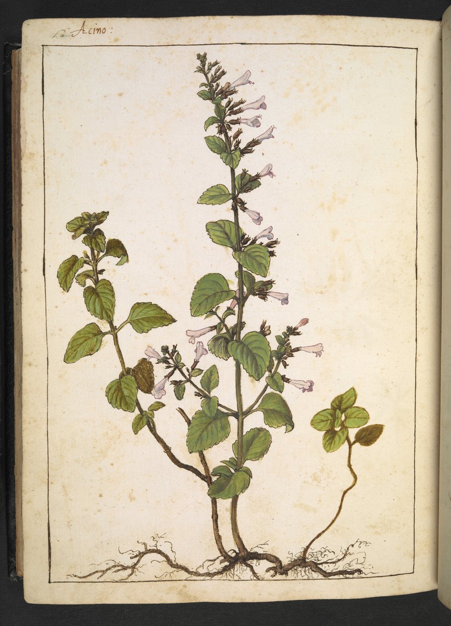 Acinos, Clinopodium: Flerårig træagtig plante med rørformede blomster, fra "Paintings of Flora of the Roman States" af Gherardo Cibo, Tilføj MS 22333, f175v, c.1564-84 (akvarel og gouache på papir) af Gherardo Cibo