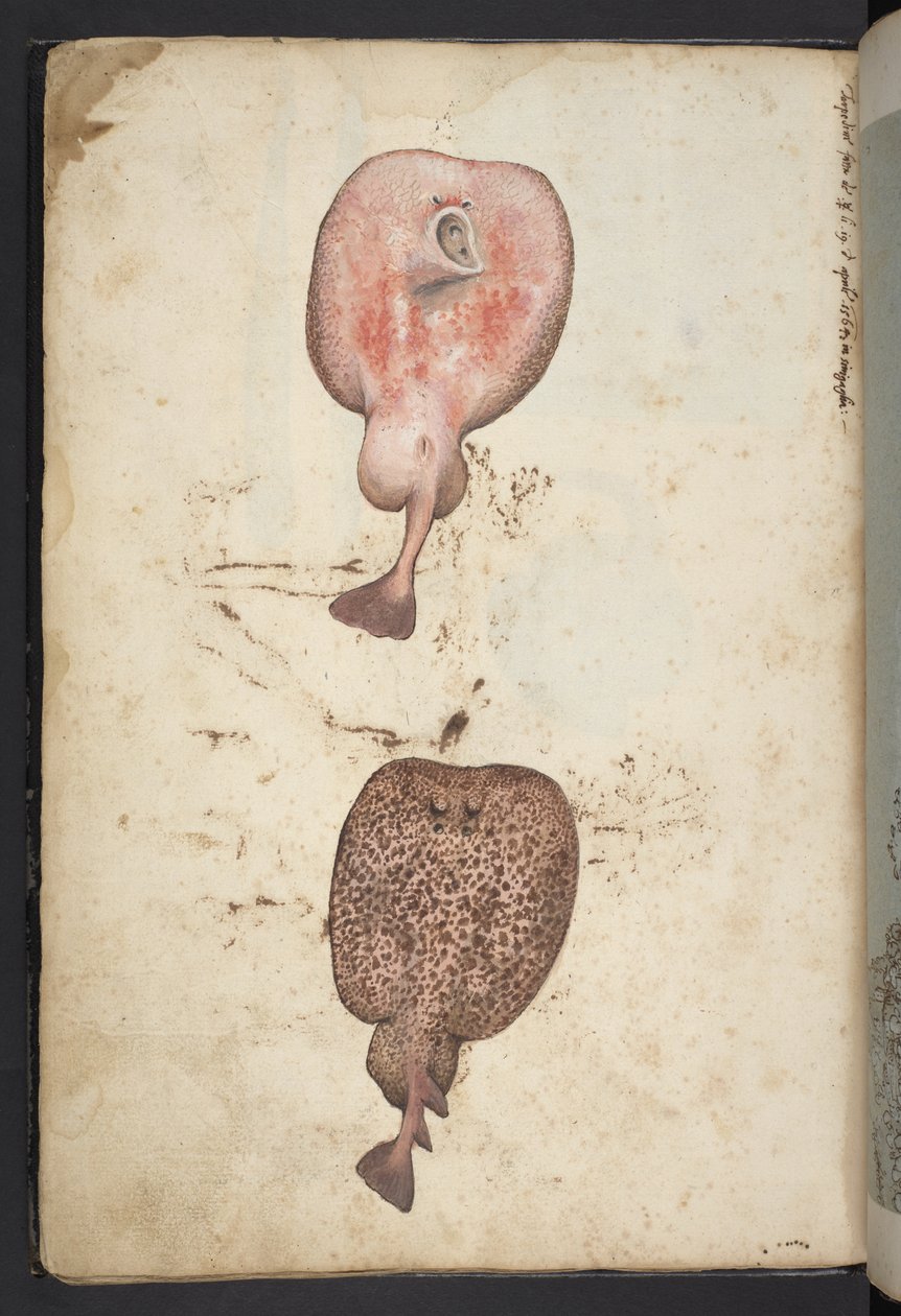 Tilføj MS 22333, Malerier af flora i de romerske stater, ca. 1564-84 (akvarel og gouache på papir) af Gherardo Cibo