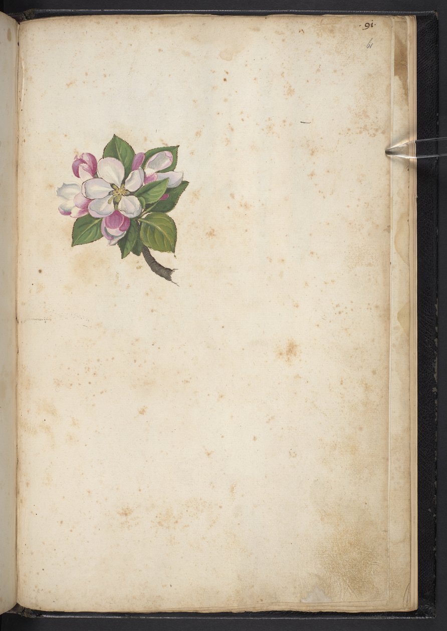 Tilføj MS 22333 f61r, Blossom, fra 
