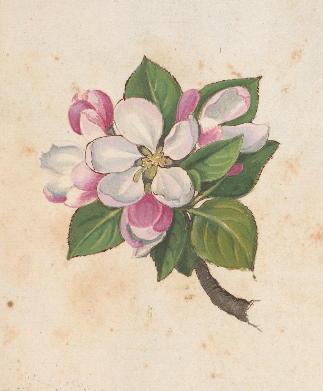 Tilføj MS 22333 f.61r, Blossom, fra 