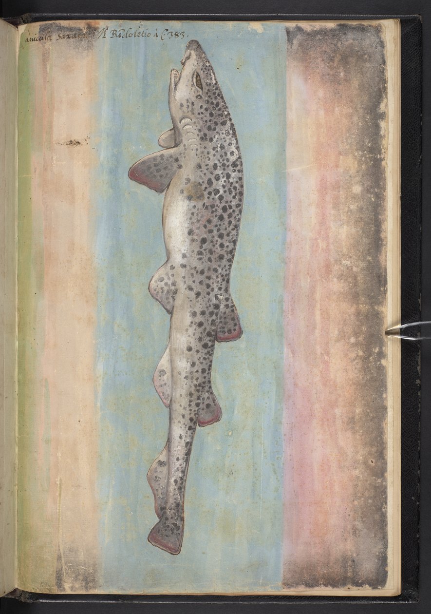 Tilføj MS 22333 f.66r, Fisk, fra 