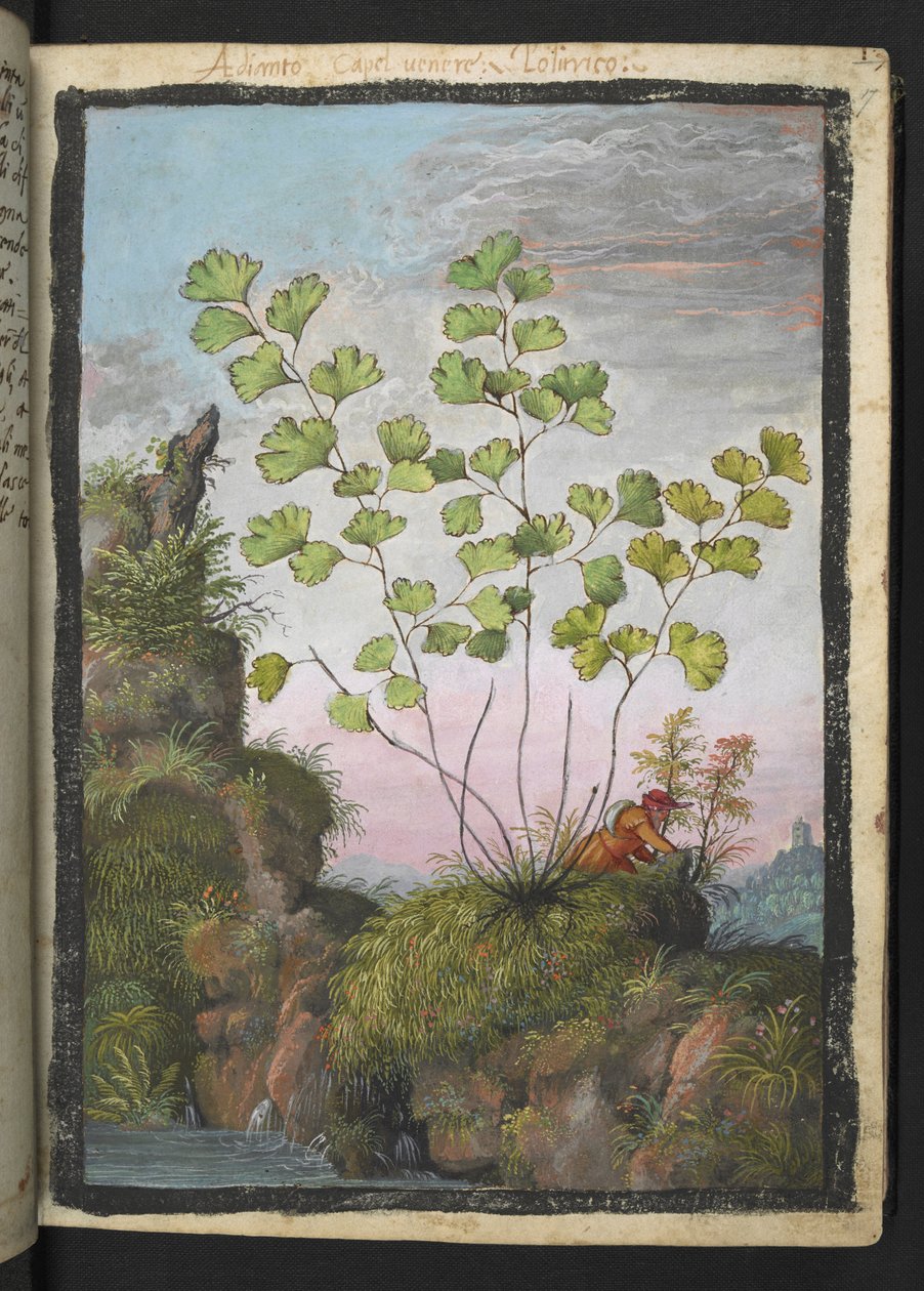Adiantum capillus-veneris, fra "Paintings of Flora of the Roman States" af Gherardo Cibo, Add MS 22333, f017r, c.1564-84 (akvarel & gouache på papir) af Gherardo Cibo