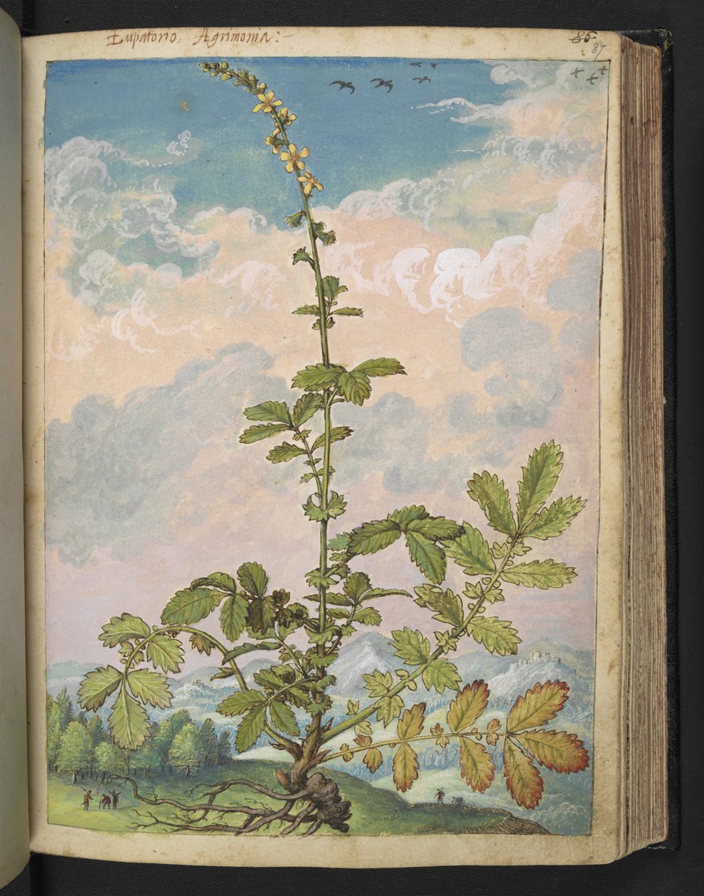 Agrimonia eupatoria, fra "Paintings of Flora of the Roman States" af Gherardo Cibo, Add MS 22333, f087r, c.1564-84 (akvarel & gouache på papir) af Gherardo Cibo