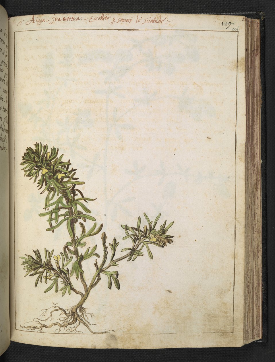 Ajuga chamaepitys: En plante med grønne blade og gule blomster, fra "Paintings of Flora of the Roman States" af Gherardo Cibo, Add MS 22333, f116r, c.1564-84 (akvarel & gouache på papir) af Gherardo Cibo