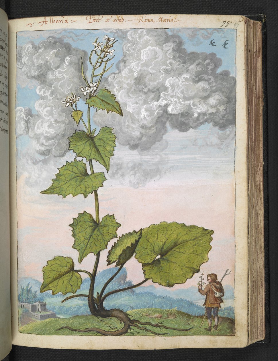 Alliaria petiolata: En høj plante med hvide kronblade. , fra "Paintings of Flora of the Roman States" af Gherardo Cibo, Add MS 22333, f097r, c.1564-84 (akvarel & gouache på papir) af Gherardo Cibo