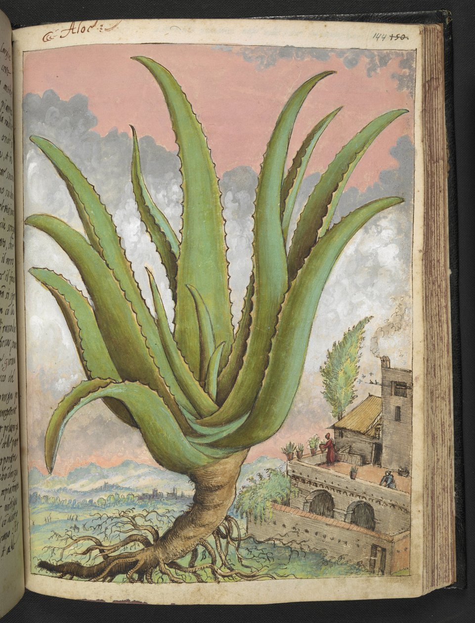 Aloe vera, fra "Paintings of Flora of the Roman States" af Gherardo Cibo, Add MS 22333, f144r, c.1564-84 (akvarel & gouache på papir) af Gherardo Cibo