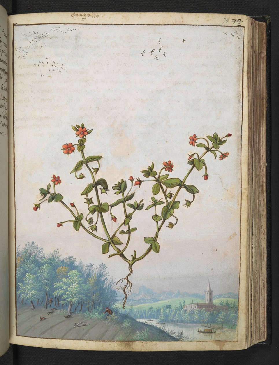 Anagalis arvensis: En plante med røde blomster, fra "Paintings of Flora of the Roman States" af Gherardo Cibo, Add MS 22333, f074r, c.1564-84 (akvarel & gouache på papir) af Gherardo Cibo