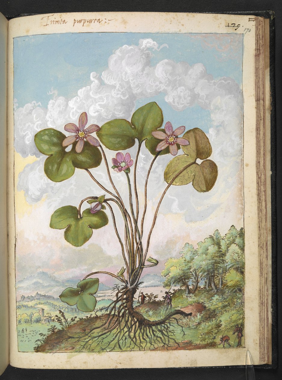 Anemone hepatica: En plante med lyserøde kronblade, fra "Paintings of Flora of the Roman States" af Gherardo Cibo, Add MS 22333, f170r, c.1564-84 (akvarel & gouache på papir) af Gherardo Cibo