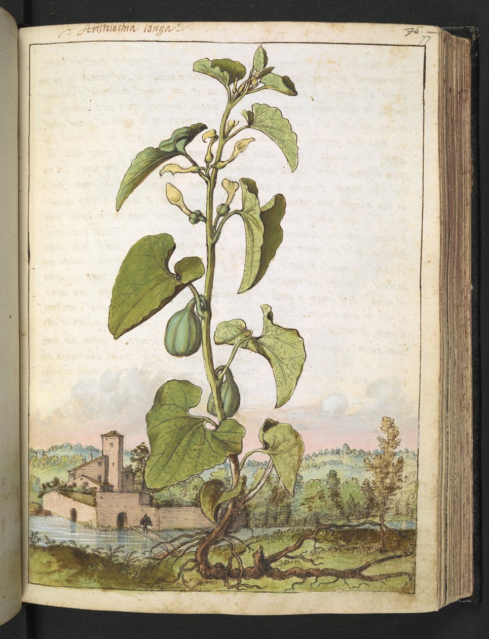 Aristolochia clematitis, fra "Paintings of Flora of the Roman States" af Gherardo Cibo, Add MS 22333, f077r, c.1564-84 (akvarel & gouache på papir) af Gherardo Cibo