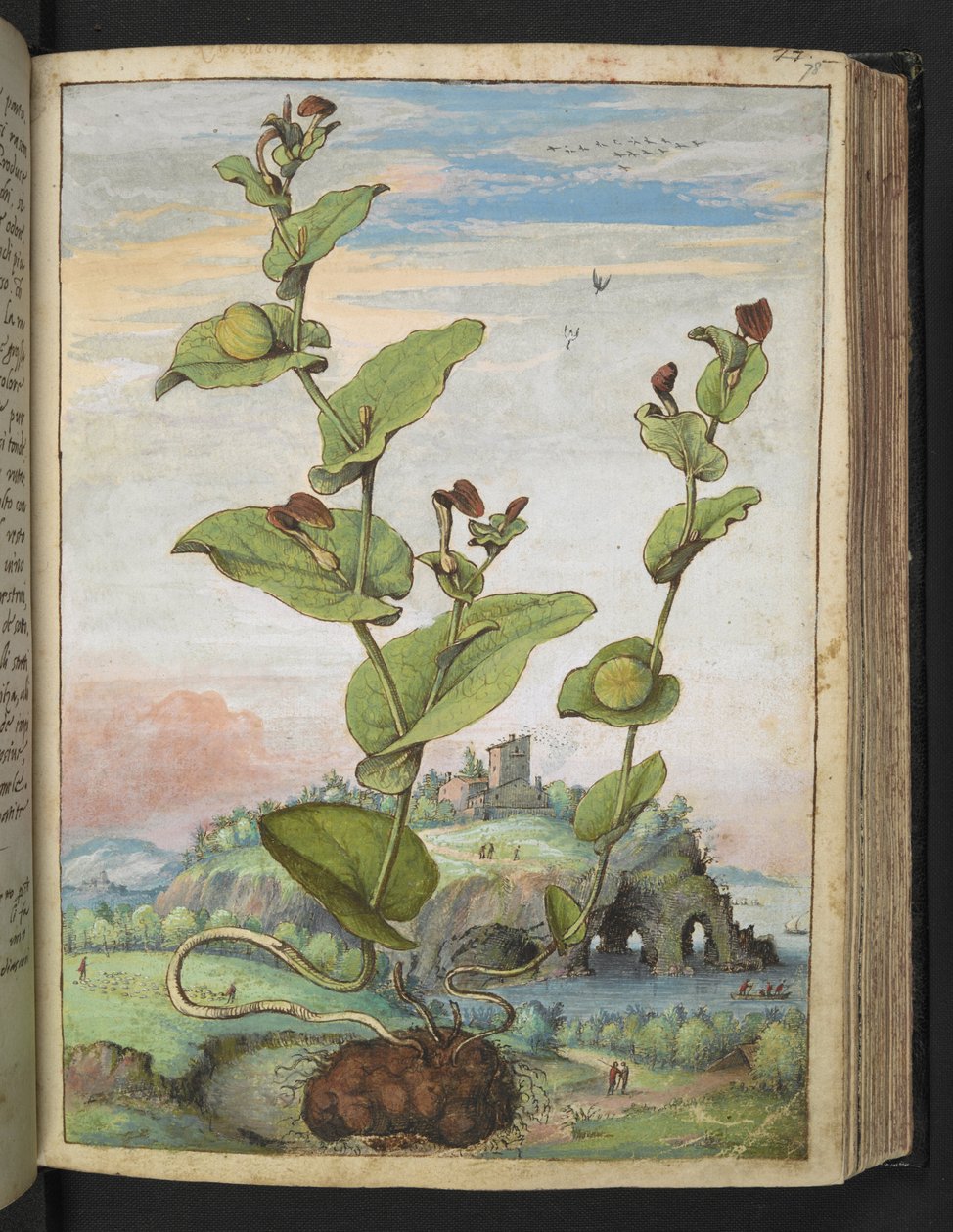 Aristolochia rotunda: En frugtbærende plante, fra "Paintings of Flora of the Roman States" af Gherardo Cibo, Tilføj MS 22333, f078r, c.1564-84 (akvarel og gouache på papir) af Gherardo Cibo