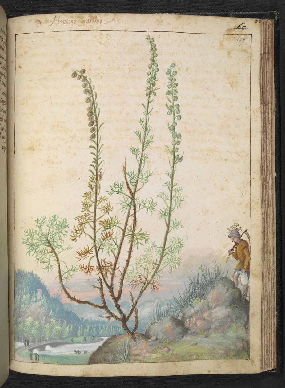 Artemisia abrotanum (southernwood), fra "Paintings of Flora of the Roman States" af Gherardo Cibo, Add MS 22333, f157r, c.1564-84 (akvarel & gouache på papir) af Gherardo Cibo