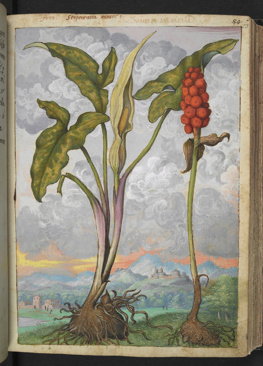 Arum italicum, fra "Paintings of Flora of the Roman States" af Gherardo Cibo, Add MS 22333, f053r, c.1564-84 (akvarel & gouache på papir) af Gherardo Cibo
