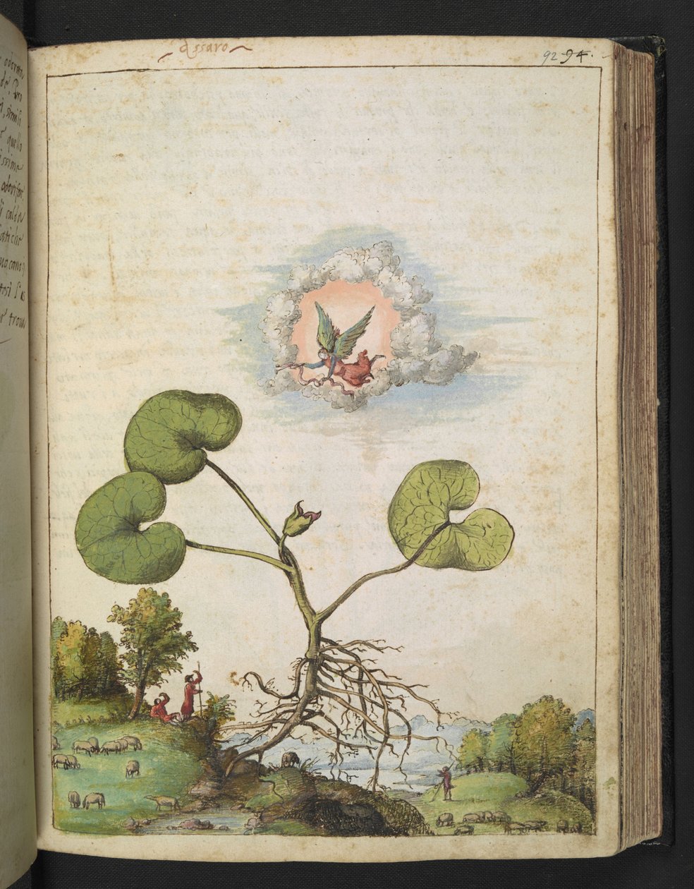 Asarum europaeum, fra "Paintings of Flora of the Roman States" af Gherardo Cibo, Add MS 22333, f092r, c.1564-84 (akvarel & gouache på papir) af Gherardo Cibo