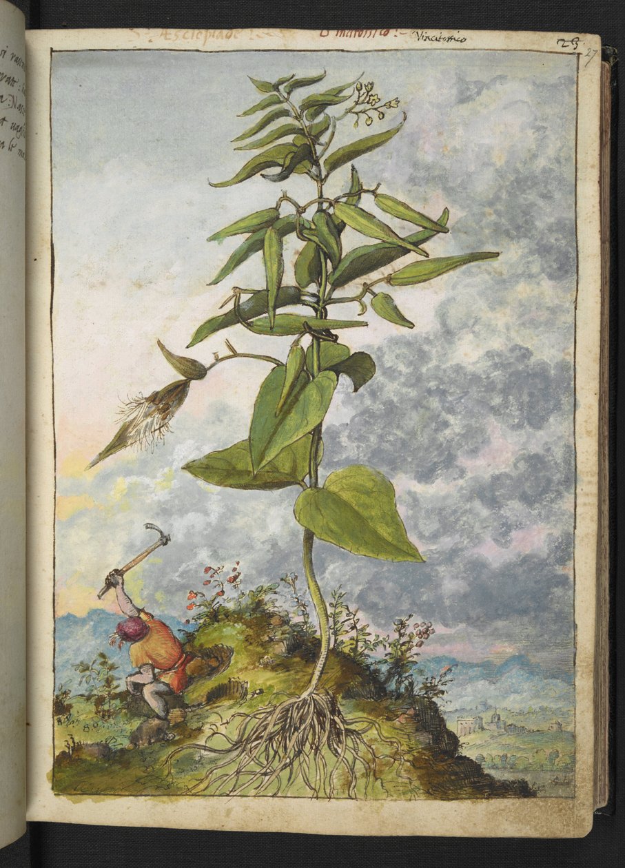 Asclepias, fra "Paintings of Flora of the Roman States" af Gherardo Cibo, Add MS 22333, f027r, c.1564-84 (akvarel og gouache på papir) af Gherardo Cibo