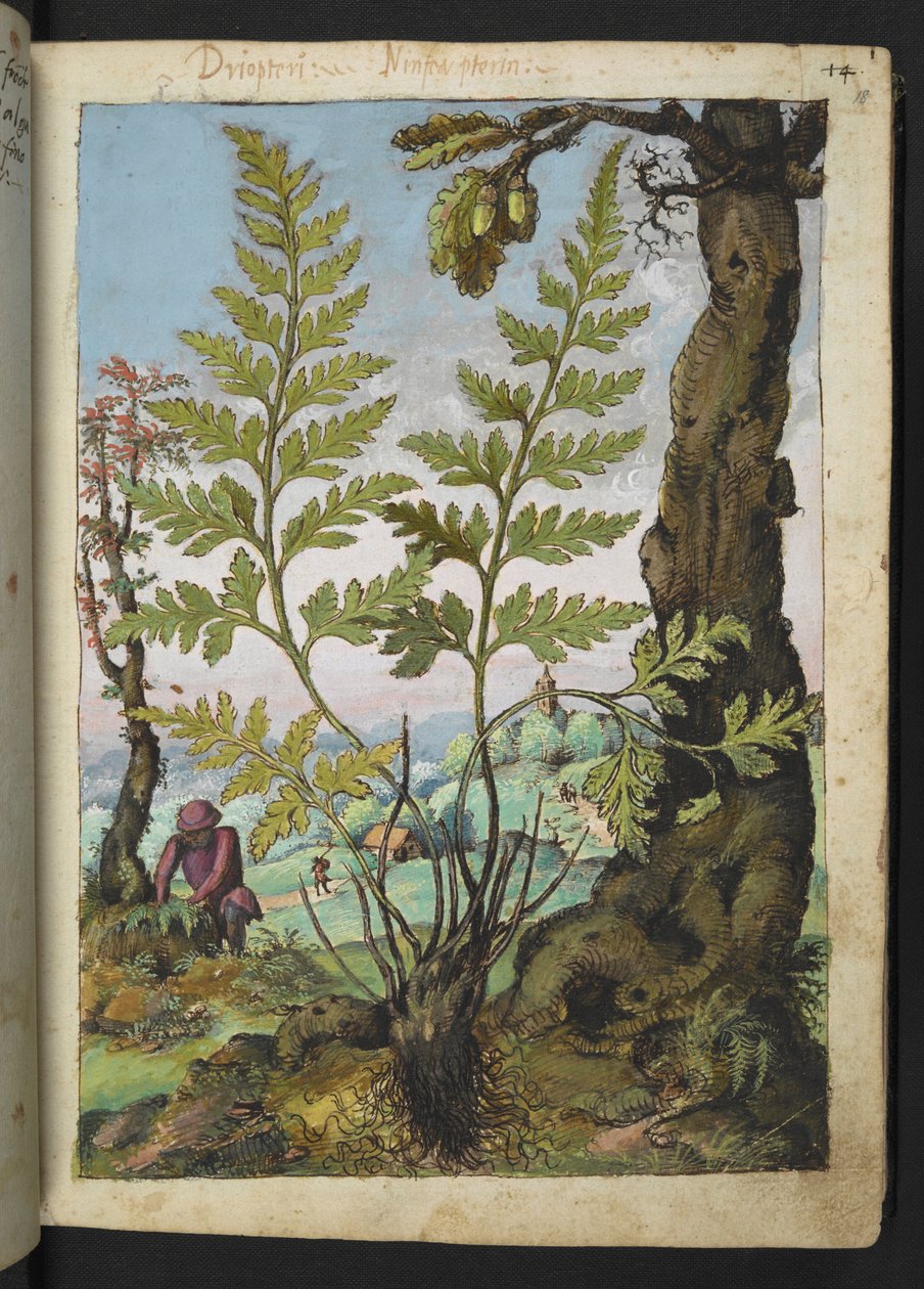 Asplenium adianthum nigrum, fra "Paintings of Flora of the Roman States" af Gherardo Cibo, Add MS 22333, f018r, c.1564-84 (akvarel & gouache på papir) af Gherardo Cibo