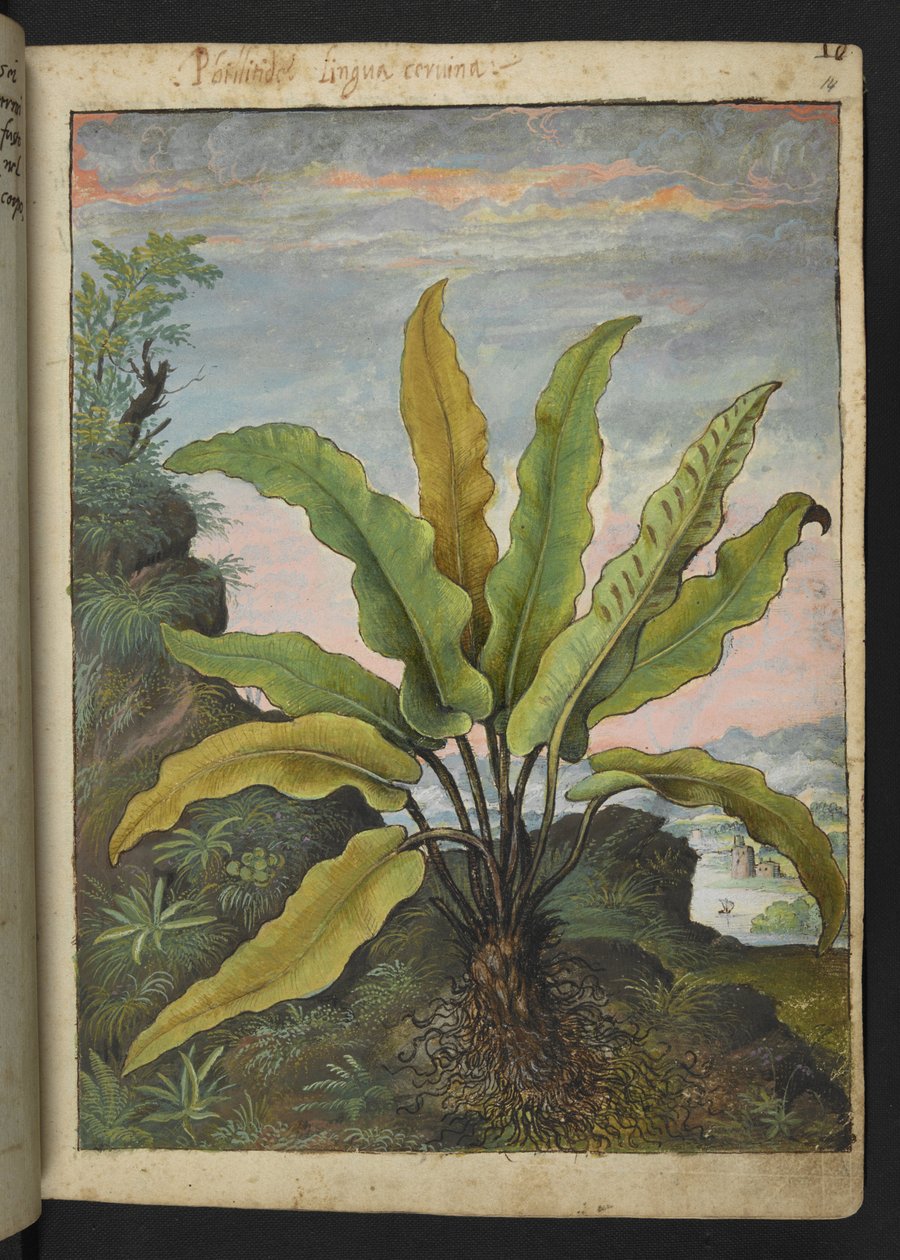 Asplenium scolopendrium, fra "Paintings of Flora of the Roman States" af Gherardo Cibo, Add MS 22333, f014r, c.1564-84 (akvarel og gouache på papir) af Gherardo Cibo