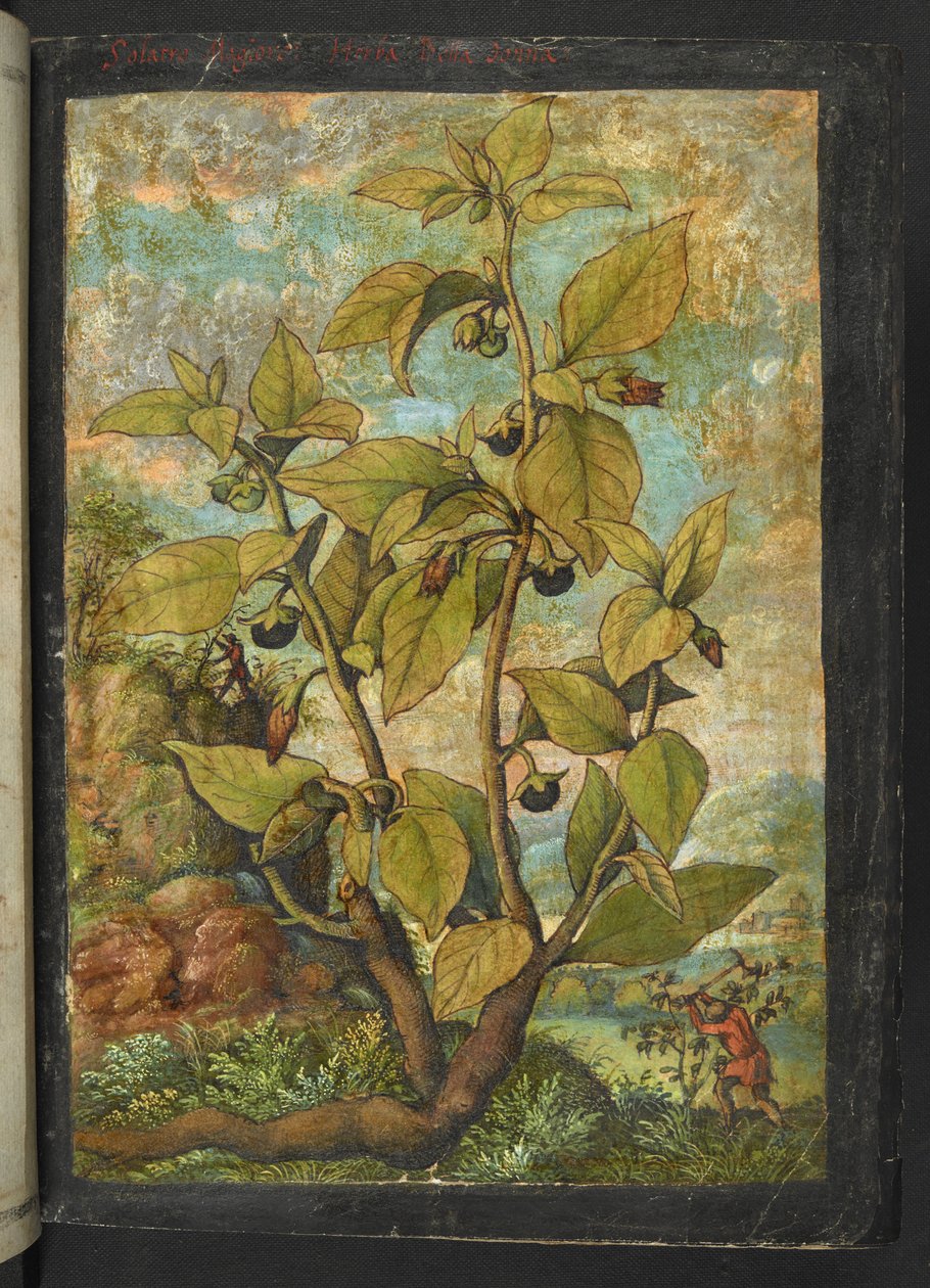 Atropa belladonna eller Atropa bella-donna, fra "Paintings of Flora of the Roman States" af Gherardo Cibo, Add MS 22333, f005r, c.1564-84 (akvarel & gouache på papir) af Gherardo Cibo
