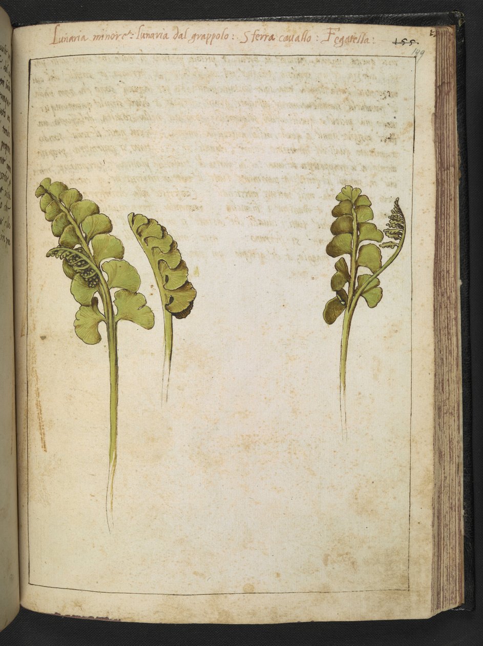 Botrychium lunaria (bregne), fra "Paintings of Flora of the Roman States" af Gherardo Cibo, Add MS 22333, f149r, c.1564-84 (akvarel & gouache på papir) af Gherardo Cibo
