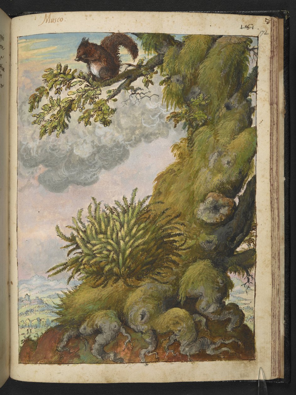Bryophyte (mos) og et egern, der sidder på grenen af et træ, fra "Paintings of Flora of the Roman States" af Gherardo Cibo, Add MS 22333, f172r, c.1564-84 (akvarel & gouache på papir) af Gherardo Cibo