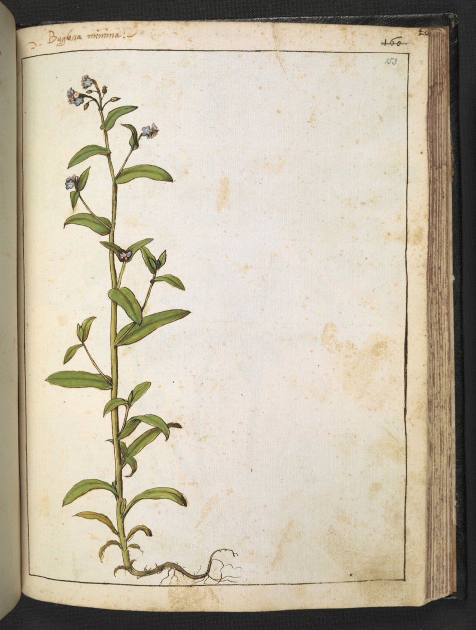Buglossa, Anchusa azurea (Loddon Royalist), fra "Paintings of Flora of the Roman States" af Gherardo Cibo, Tilføj MS 22333, f153r, c.1564-84 (akvarel og gouache på papir) af Gherardo Cibo