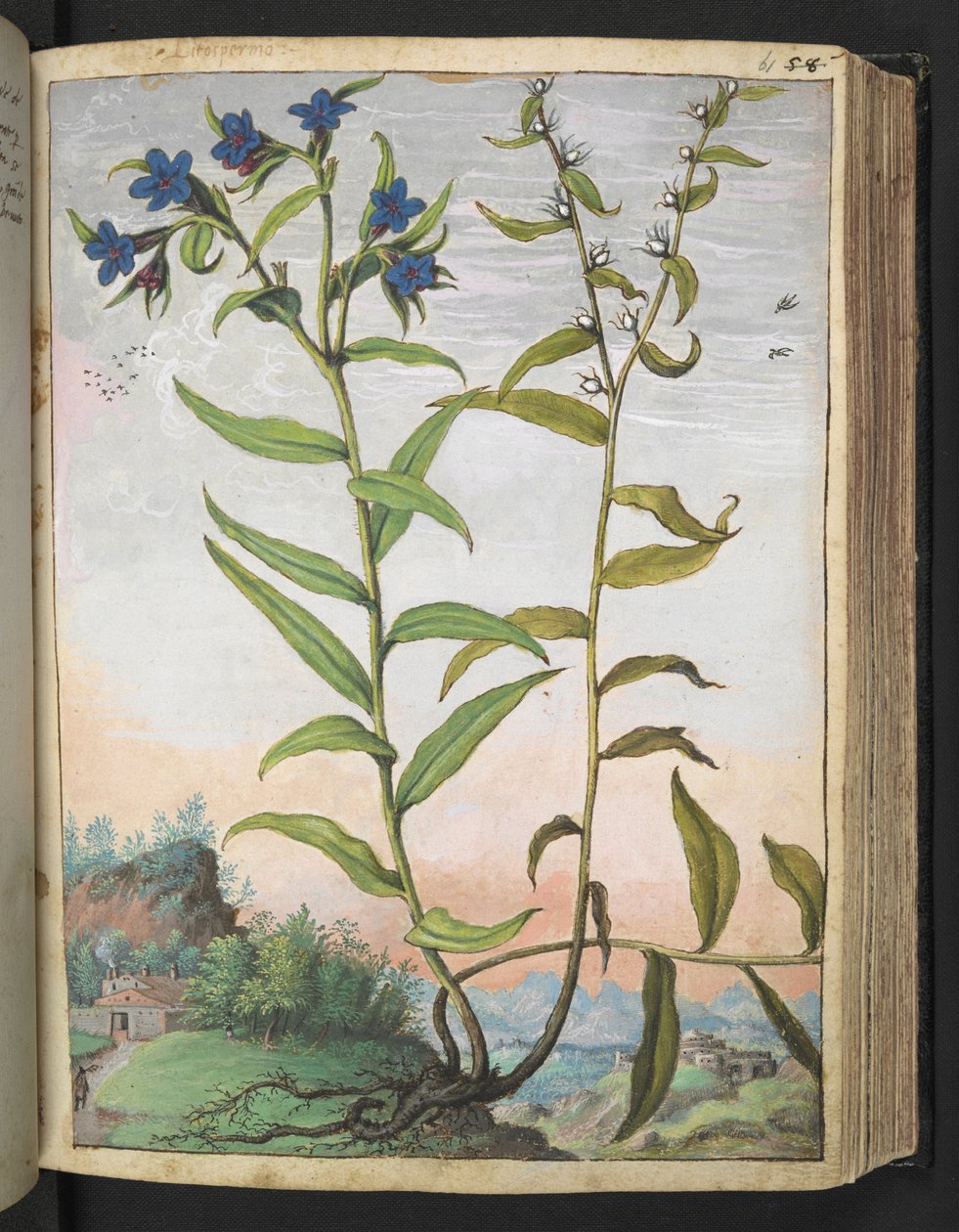 Buglossoides purpurocaerulea , fra "Paintings of Flora of the Roman States" af Gherardo Cibo, Add MS 22333, f061r, c.1564-84 (akvarel & gouache på papir) af Gherardo Cibo