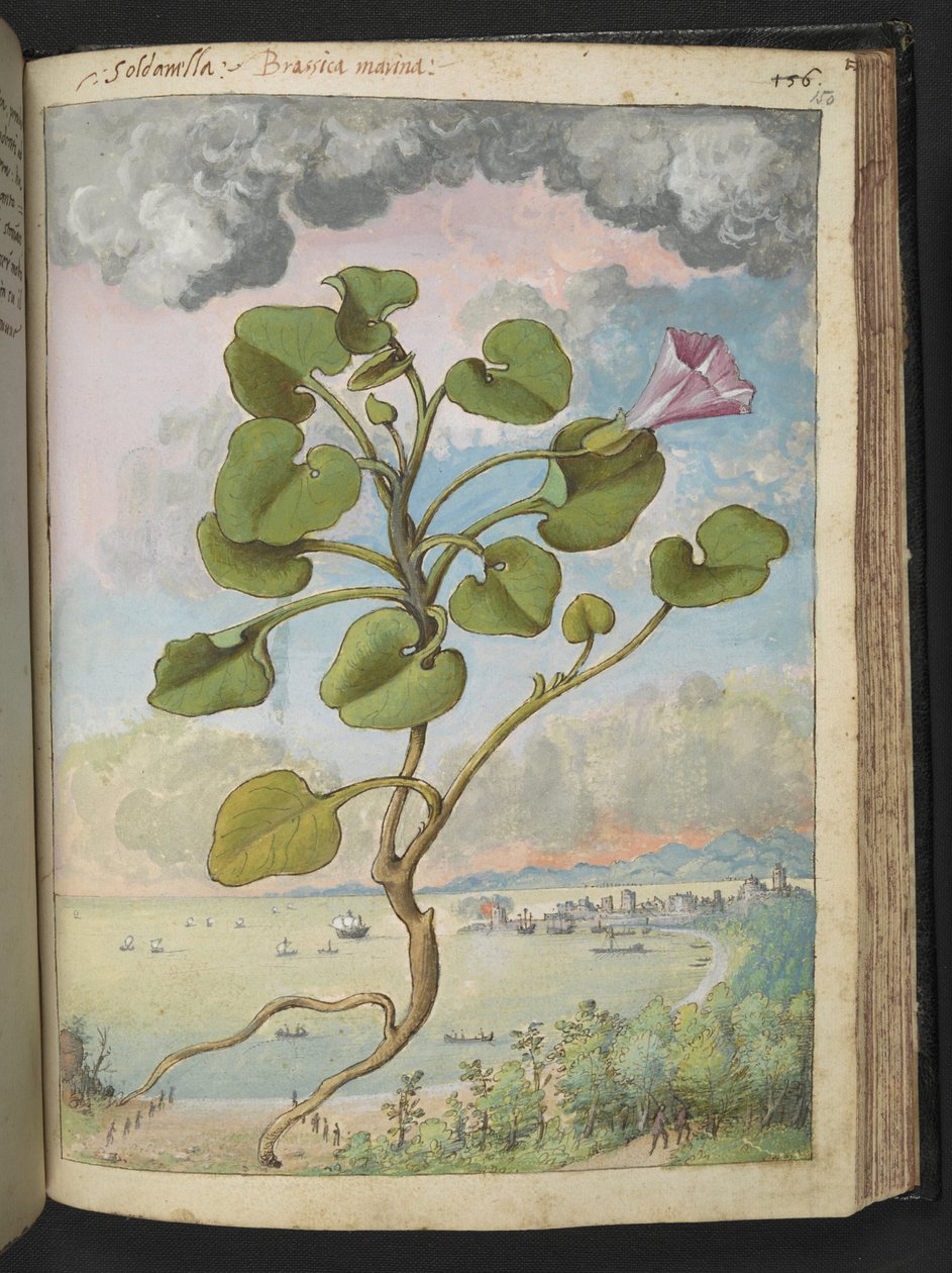 Calystegia soldanella, fra "Paintings of Flora of the Roman States" af Gherardo Cibo, Add MS 22333, f150r, c.1564-84 (akvarel & gouache på papir) af Gherardo Cibo