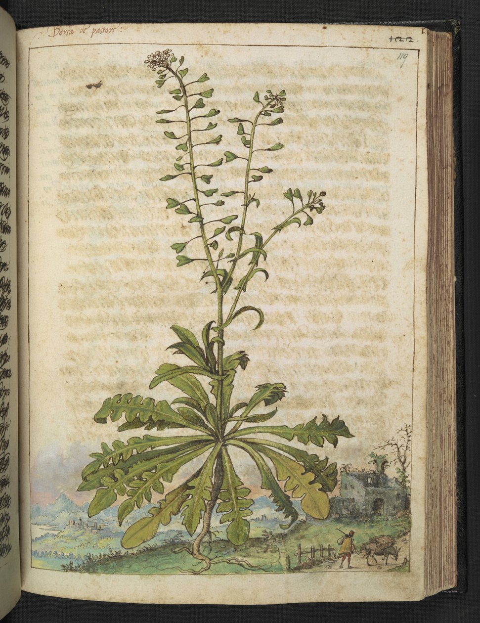 Capsella bursa-pastoris, fra "Paintings of Flora of the Roman States" af Gherardo Cibo, Add MS 22333, f119r, c.1564-84 (akvarel & gouache på papir) af Gherardo Cibo