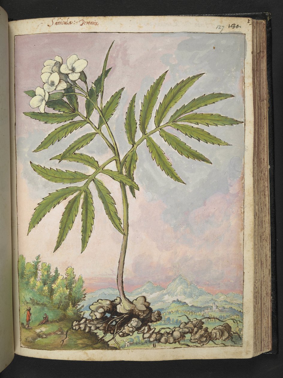 Cardamine heptaphylla, fra "Paintings of Flora of the Roman States" af Gherardo Cibo, Add MS 22333, f127r, c.1564-84 (akvarel & gouache på papir) af Gherardo Cibo