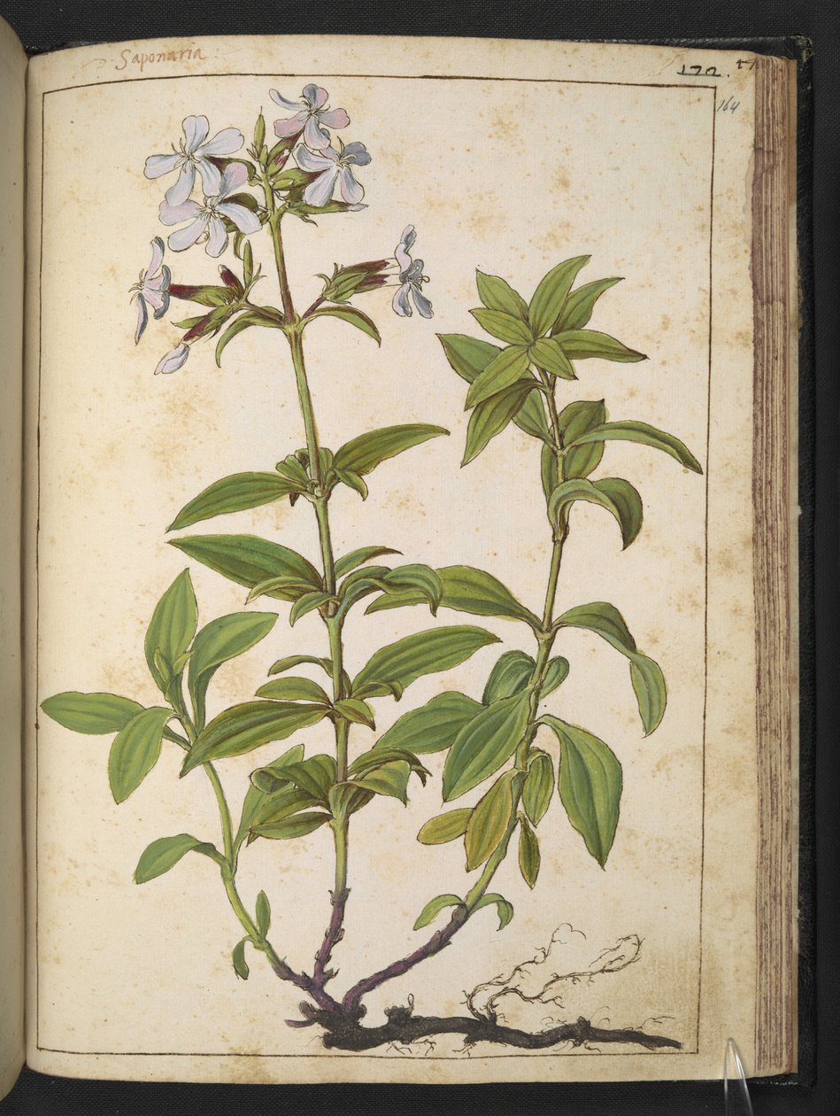 Caryophyllaceae (Sæbeurt): en slægt af blomstrende planter i den lyserøde familie, fra "Paintings of Flora of the Roman States" af Gherardo Cibo, Add MS 22333, f164r, c.1564-84 (akvarel og gouache på papir) af Gherardo Cibo