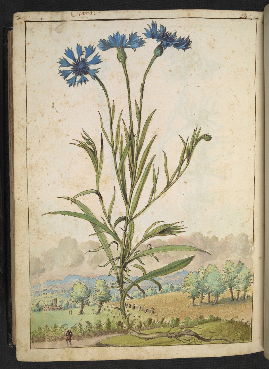 Centaurea cyanus: En blomst med blå kronblade, fra "Paintings of Flora of the Roman States" af Gherardo Cibo, Add MS 22333, f177v, c.1564-84 (akvarel & gouache på papir) af Gherardo Cibo