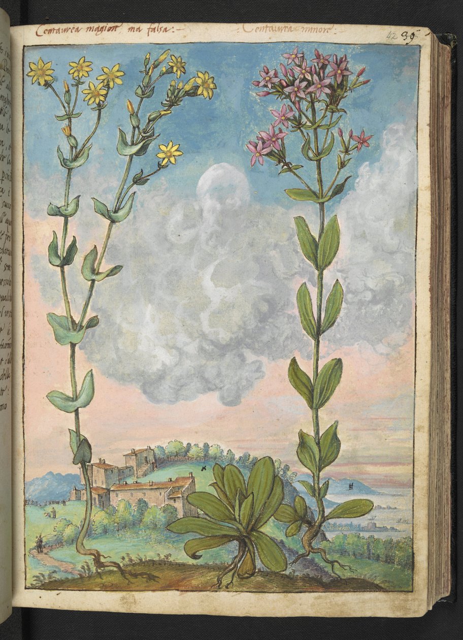 Centaurium erythraea, fra "Paintings of Flora of the Roman States" af Gherardo Cibo, Add MS 22333, f042r, c.1564-84 (akvarel & gouache på papir) af Gherardo Cibo