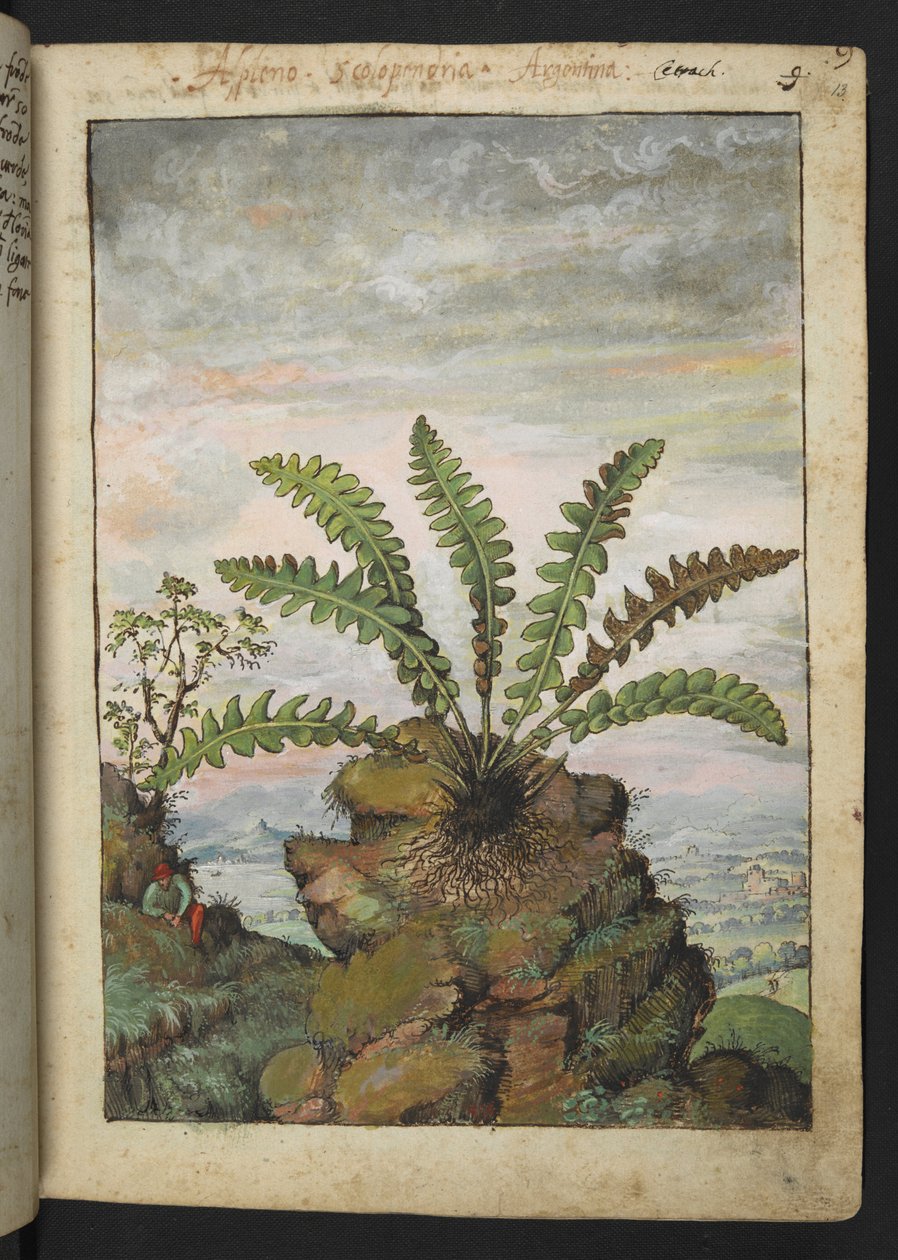 Ceterach officinarum, fra "Paintings of Flora of the Roman States" af Gherardo Cibo, Add MS 22333, f013r, c.1564-84 (akvarel & gouache på papir) af Gherardo Cibo