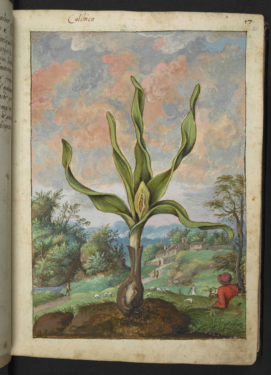 Colchicum autumnale, fra "Paintings of Flora of the Roman States" af Gherardo Cibo, Add MS 22333, f021r, c.1564-84 (akvarel & gouache på papir) af Gherardo Cibo