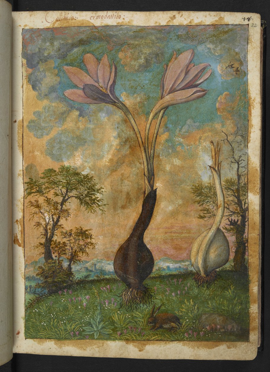 Colchicum autumnale, fra "Paintings of Flora of the Roman States" af Gherardo Cibo, Add MS 22333, f022r, c.1564-84 (akvarel & gouache på papir) af Gherardo Cibo