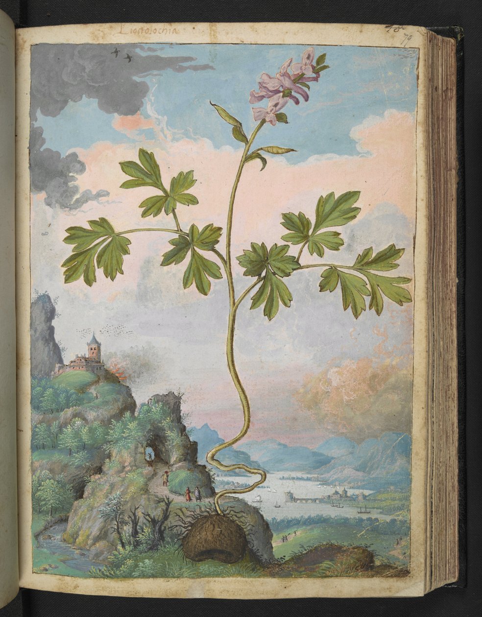 Corydalis cava: En plante med lyserøde blomster, fra "Paintings of Flora of the Roman States" af Gherardo Cibo, Add MS 22333, f079r, c.1564-84 (akvarel & gouache på papir) af Gherardo Cibo