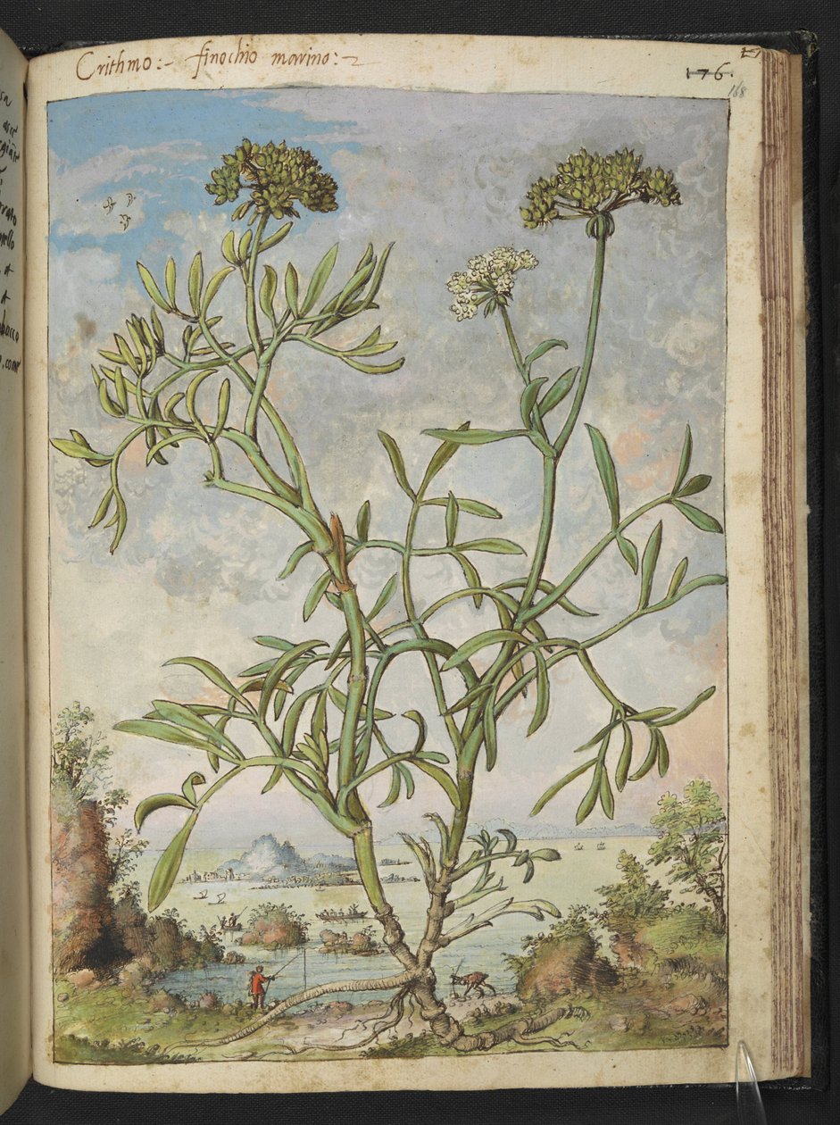 Crithmum maritimum, muligvis Crithmum, fra "Paintings of Flora of the Roman States" af Gherardo Cibo, Tilføj MS 22333, f168r, c.1564-84 (akvarel og gouache på papir) af Gherardo Cibo