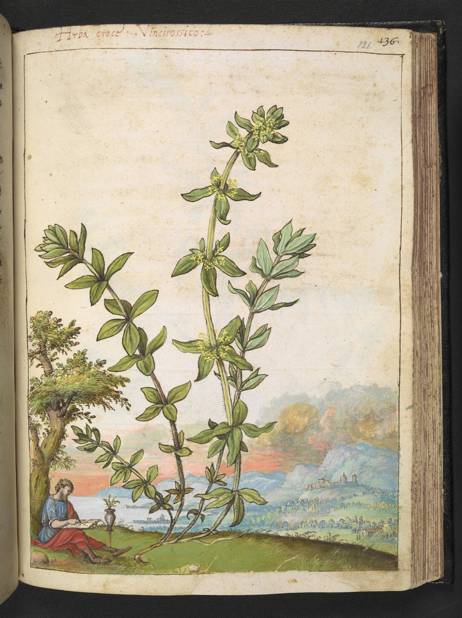 Cruciata laevipes, fra "Paintings of Flora of the Roman States" af Gherardo Cibo, Add MS 22333, f131r, c.1564-84 (akvarel & gouache på papir) af Gherardo Cibo