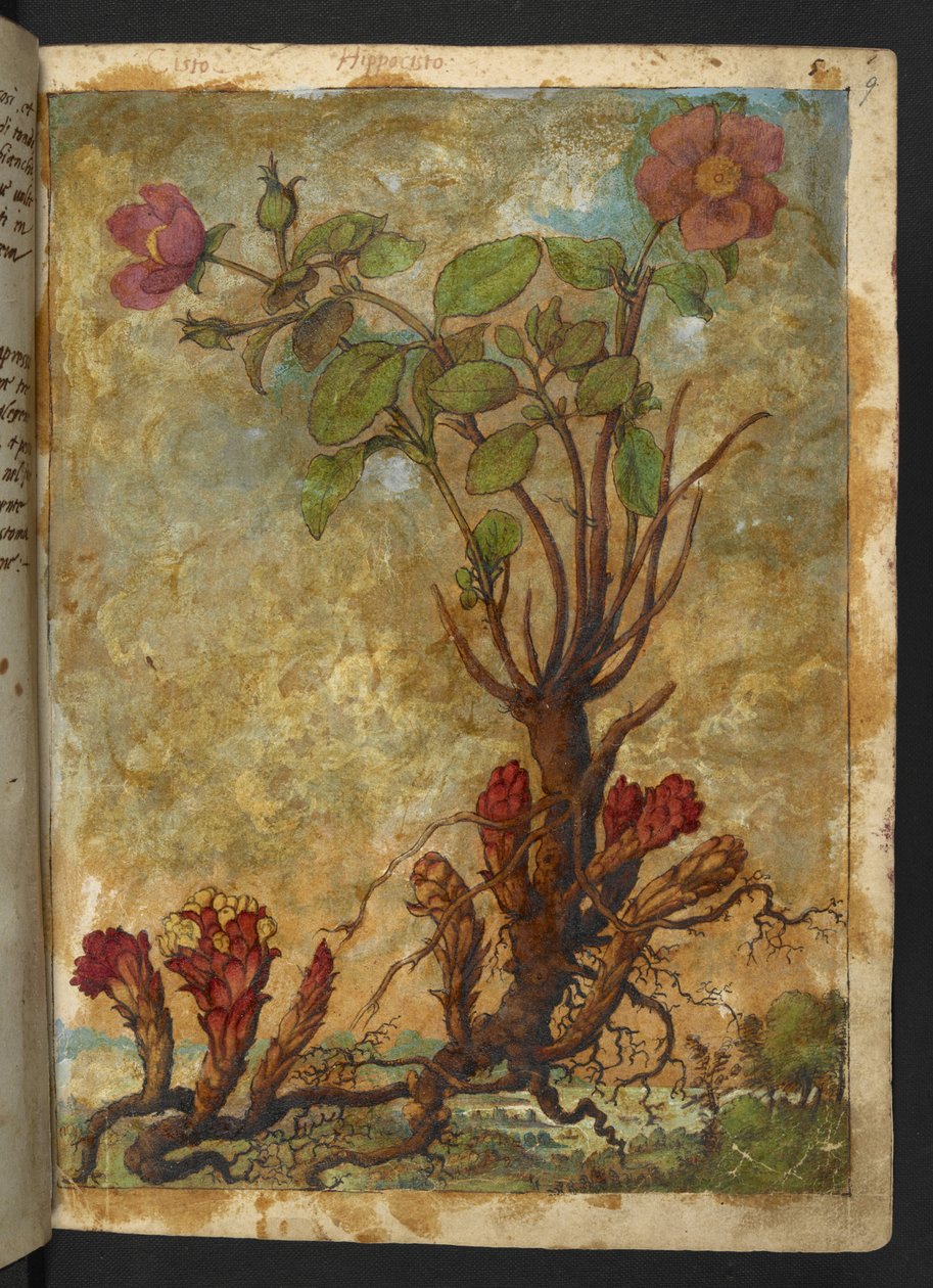 Cytinus hypocistis, fra "Paintings of Flora of the Roman States" af Gherardo Cibo, Add MS 22333, f009r, c.1564-84 (akvarel & gouache på papir) af Gherardo Cibo