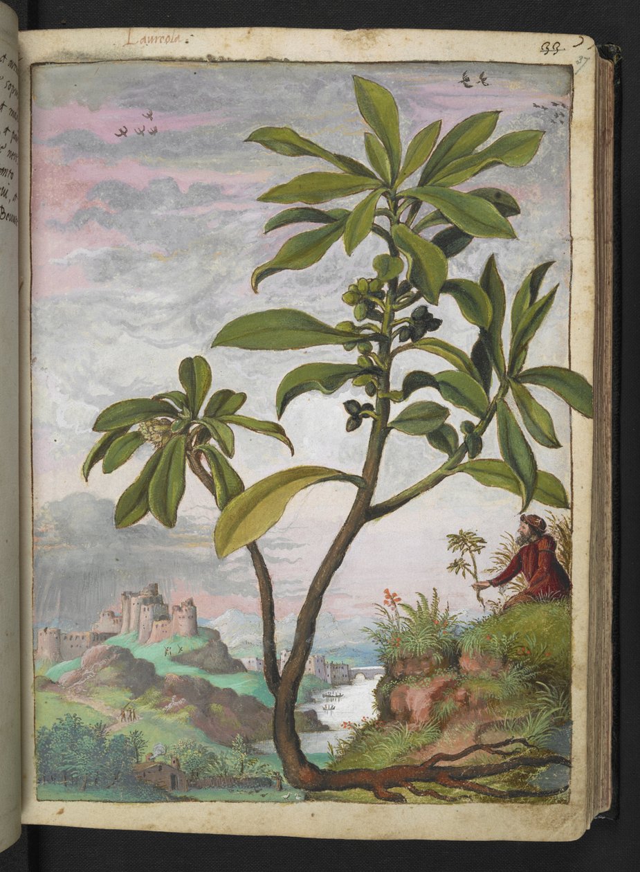 Daphne laureola, fra "Paintings of Flora of the Roman States" af Gherardo Cibo, Add MS 22333, f037r, c.1564-84 (akvarel & gouache på papir) af Gherardo Cibo
