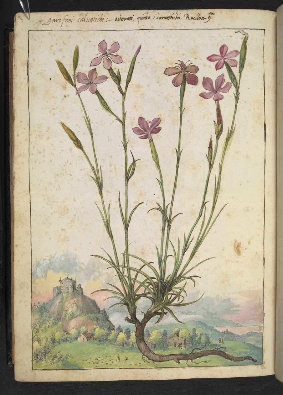 Dianthus longicaulis: En plante med lyserøde kronblade, fra "Paintings of Flora of the Roman States" af Gherardo Cibo, Add MS 22333, f179v, c.1564-84 (akvarel & gouache på papir) af Gherardo Cibo