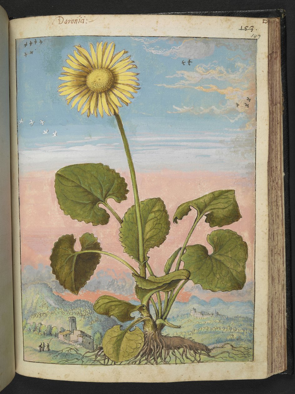 Doronicum austriacum: En plante med en gul blomst, fra "Paintings of Flora of the Roman States" af Gherardo Cibo, Add MS 22333, f147r, c.1564-84 (akvarel & gouache på papir) af Gherardo Cibo