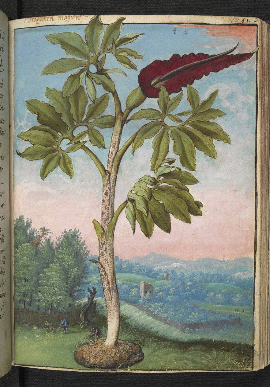 Dracunculus vulgaris, fra "Paintings of Flora of the Roman States" af Gherardo Cibo, Tilføj MS 22333, f054r, c.1564-84 (akvarel og gouache på papir) af Gherardo Cibo