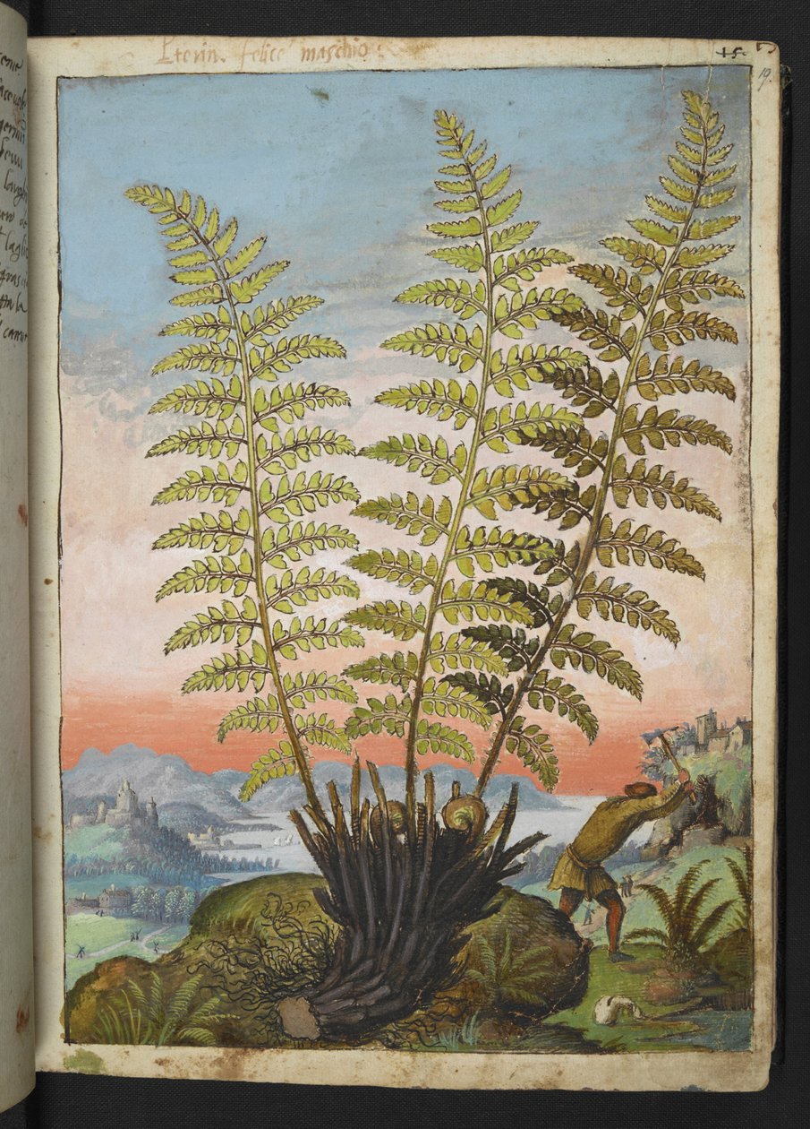 Dryopteris filix mas: En bregne, fra "Paintings of Flora of the Roman States" af Gherardo Cibo, Tilføj MS 22333, f019r, c.1564-84 (akvarel & gouache på papir) af Gherardo Cibo
