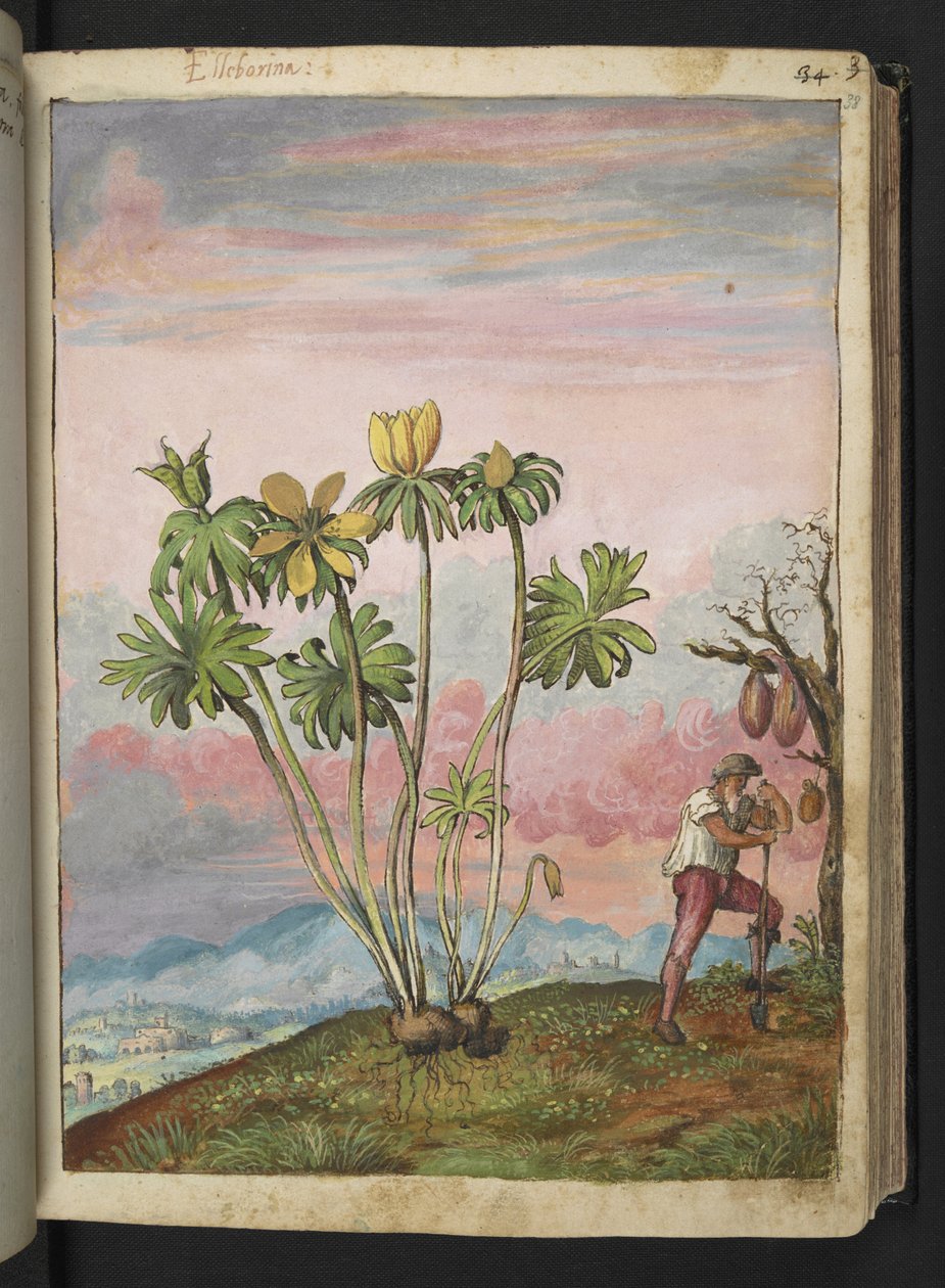 Eranthis hyemalis, fra "Paintings of Flora of the Roman States" af Gherardo Cibo, Add MS 22333, f038r, c.1564-84 (akvarel & gouache på papir) af Gherardo Cibo
