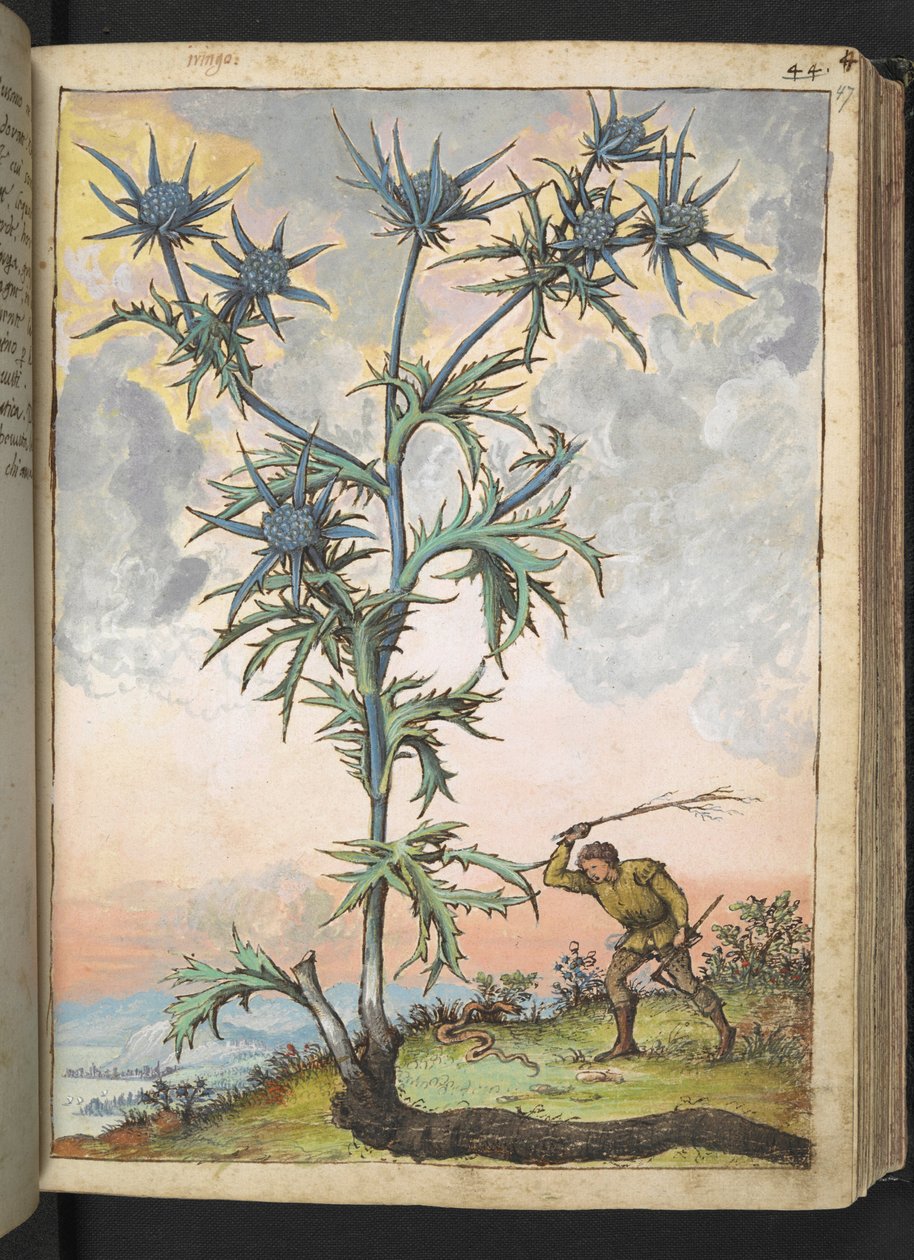 Eryngium maritimum, fra "Paintings of Flora of the Roman States" af Gherardo Cibo, Add MS 22333, f047r, c.1564-84 (akvarel & gouache på papir) af Gherardo Cibo