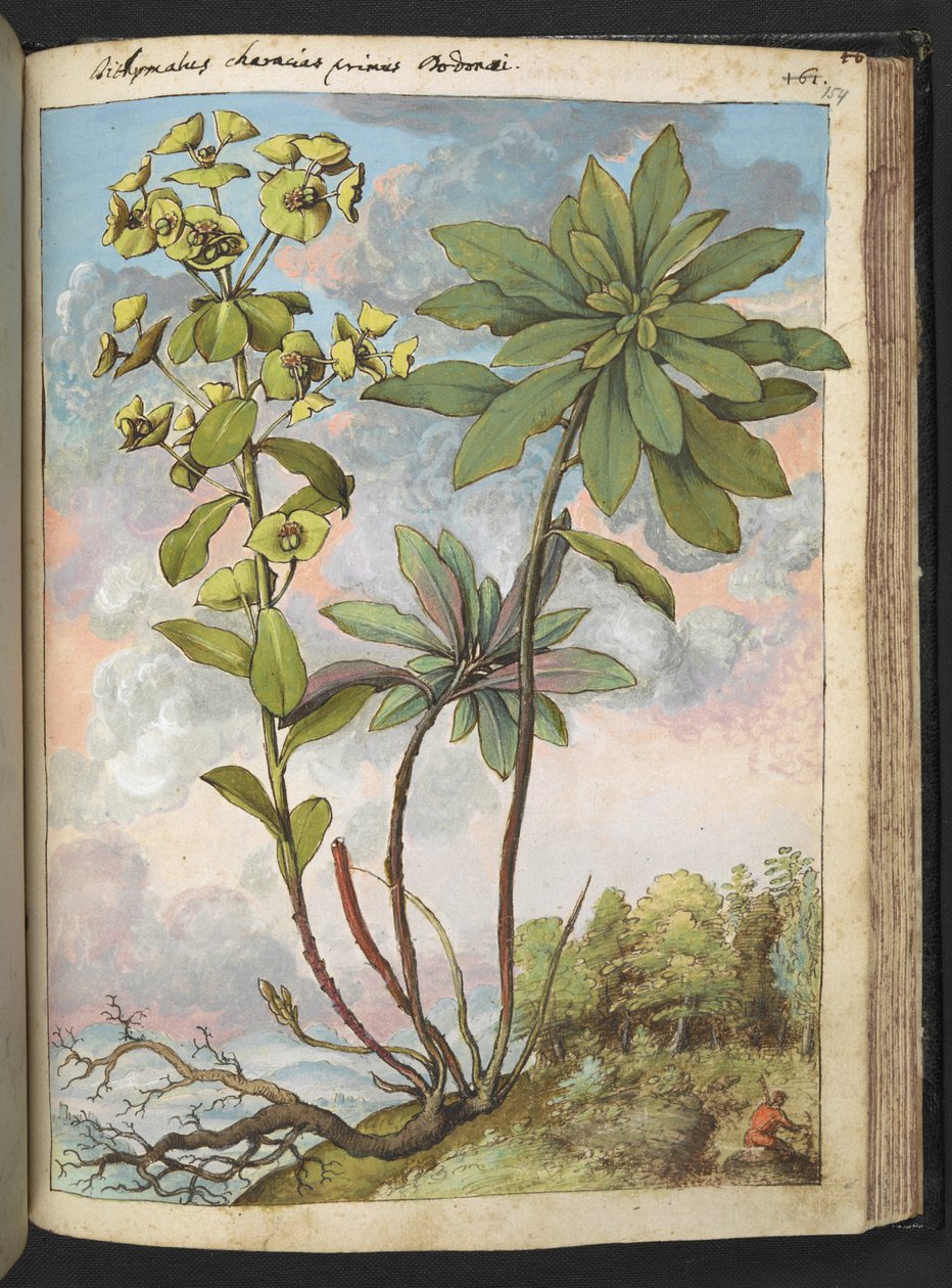 Euphorbia amygdaloides eller Euphorbia characias, fra "Paintings of Flora of the Roman States" af Gherardo Cibo, Tilføj MS 22333, f154r, c.1564-84 (akvarel og gouache på papir) af Gherardo Cibo