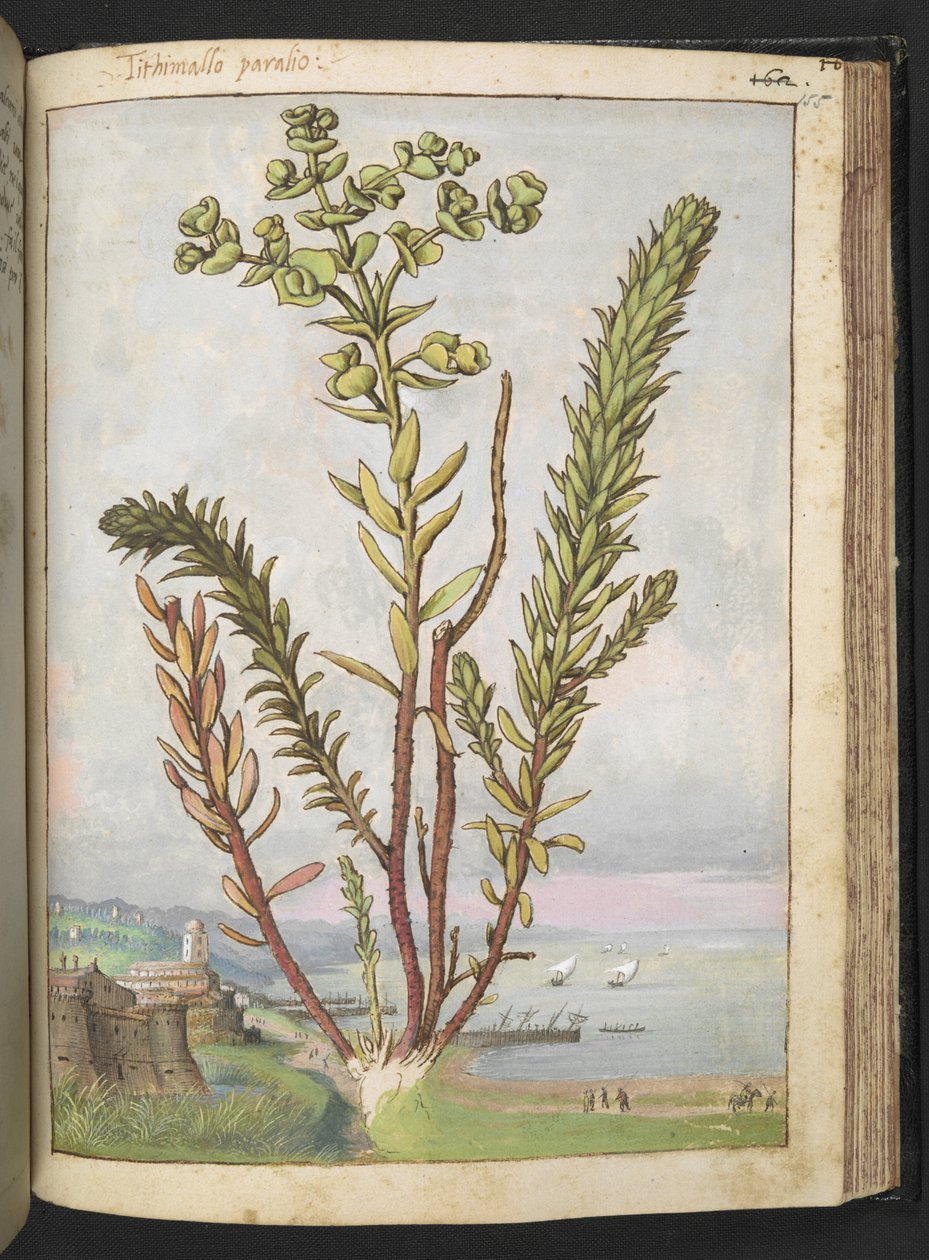 Euphorbia paralias, fra "Paintings of Flora of the Roman States" af Gherardo Cibo, Add MS 22333, f155r, c.1564-84 (akvarel & gouache på papir) af Gherardo Cibo