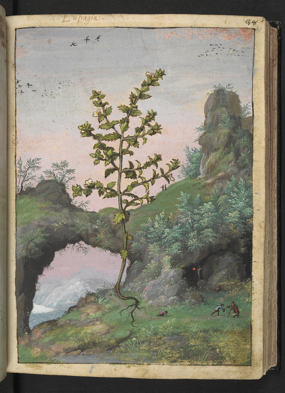 Euphrasia officinalis, fra "Paintings of Flora of the Roman States" af Gherardo Cibo, Tilføj MS 22333, f041r, c.1564-84 (akvarel og gouache på papir) af Gherardo Cibo